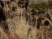 Carlina xeranthemoides 8, Saxifraga-Ed Stikvoort