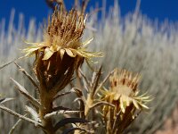 Carlina xeranthemoides 9, Saxifraga-Ed Stikvoort