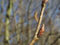 Carpinus betulus, European Hornbeam