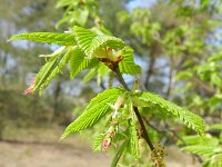Carpinus betulus 10, Haagbeuk, Saxifraga-Rutger Barendse