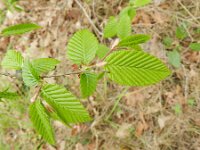 Carpinus betulus 11, Haagbeuk, Saxifraga-Rutger Barendse