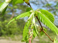 Carpinus betulus 12, Haagbeuk, Saxifraga-Rutger Barendse