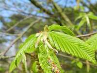 Carpinus betulus 13, Haagbeuk, Saxifraga-Rutger Barendse