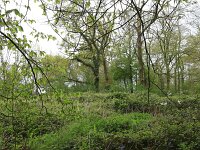 Carpinus betulus 14, Haagbeuk, Saxifraga-Hans Boll