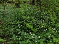 Carpinus betulus 15, Haagbeuk, Saxifraga-Hans Boll