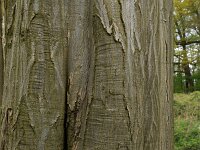 Carpinus betulus 16, Haagbeuk, Saxifraga-Hans Boll