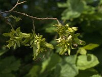 Carpinus betulus 17, Haagbeuk, Saxifraga-Jan van der Straaten