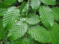 Carpinus betulus 2, Haagbeuk, Saxifraga-Rutger Barendse