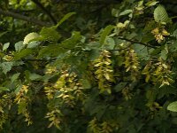Carpinus betulus 3, Haagbeuk, Saxifraga-Jan van der Straaten
