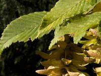 Carpinus betulus 4, Haagbeuk, Saxifraga-Jan van der Straaten