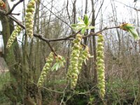 Carpinus betulus 5, Haagbeuk, Saxifraga-Jasenka Topic