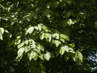 Carpinus betulus 7, Haagbeuk, Saxifraga-Jan van der Straaten