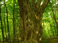 Carpinus betulus 8, Haagbeuk, Saxigraga-Jan Nijendijk