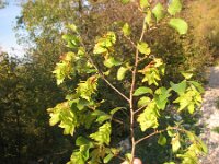 Carpinus orientalis