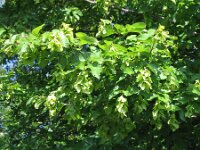 Carpinus orientalis 2, Saxifraga-Jasenka Topic