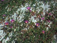 Carpobrotus acinaciformis