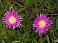 Carpobrotus acinaciformis 10, Saxifraga-Jan van der Straaten