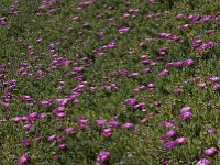 Carpobrotus acinaciformis 11, Saxifraga-Willem van Kruijsbergen