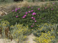 Carpobrotus acinaciformis 13, Saxifraga-Willem van Kruijsbergen