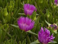Carpobrotus acinaciformis 14, Saxifraga-Jan van der Straaten
