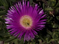 Carpobrotus acinaciformis 19, Saxifraga-Willem van Kruijsbergen