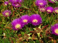 Carpobrotus acinaciformis 22, Saxifraga-Hans Grotenhuis