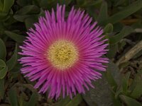 Carpobrotus acinaciformis 3, Saxifraga-Willem van Kruijsbergen