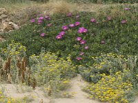 Carpobrotus acinaciformis 5, Saxifraga-Jan van der Straaten