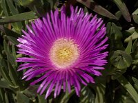 Carpobrotus acinaciformis 7, Saxifraga-Jan van der Straaten