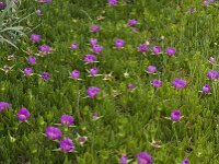 Carpobrotus acinaciformis 8, Saxifraga-Willem van Kruijsbergen