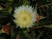 Carpobrotus edulis, Hottentot Fig