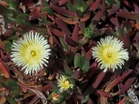 Carpobrotus edulis 2, Saxifraga-Jan van der Straaten