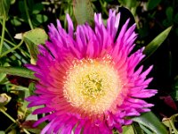 Carpobrotus edulis 20, Saxifraga-Sonja Bouwman