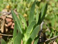 Carpobrotus edulis 21, Saxifraga-Sonja Bouwman