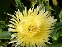 Carpobrotus edulis 22, Saxifraga-Sonja Bouwman