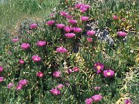 Carpobrotus edulis 24, Saxifraga-Jan van der Straaten