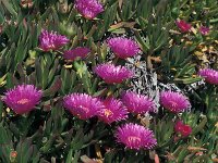 Carpobrotus edulis 25, Saxifraga-Jan van der Straaten