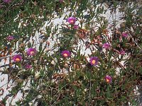 Carpobrotus edulis 29, Saxifraga-Jan van der Straaten