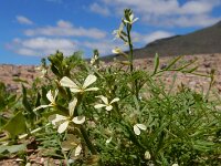 Carrichtera annua