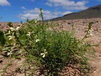 Carrichtera annua 2, Saxifraga-Ed Stikvoort