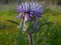 Carthamus caeruleus