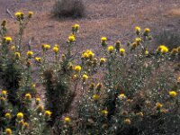 Carthamus lanatus