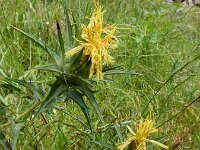 Carthamus lanatus 10, Wollige saffloer, Saxifraga-Ed Stikvoort