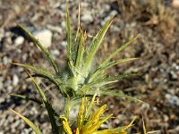 Carthamus lanatus 16, Wollige saffloer, Saxifraga-Ed Stikvoort : Els Arcs