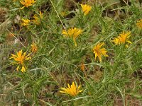 Carthamus lanatus 8, Wollige saffloer, Saxifraga-Harry Jans