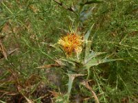 Carthamus lanatus 9, Wollige saffloer, Saxifraga-Ed Stikvoort