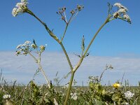 Carum carvi 10, Karwij, Saxifraga-Ed Stikvoort