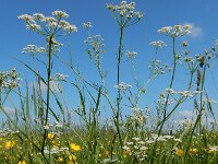 Carum carvi 16, Karwij, Saxifraga-Ed Stikvoort