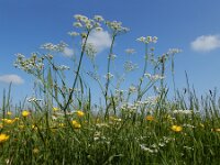 Carum carvi 17, Karwij, Saxifraga-Ed Stikvoort