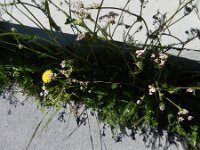 Carum carvi 2, Karwij, Saxifraga-Rutger Barendse